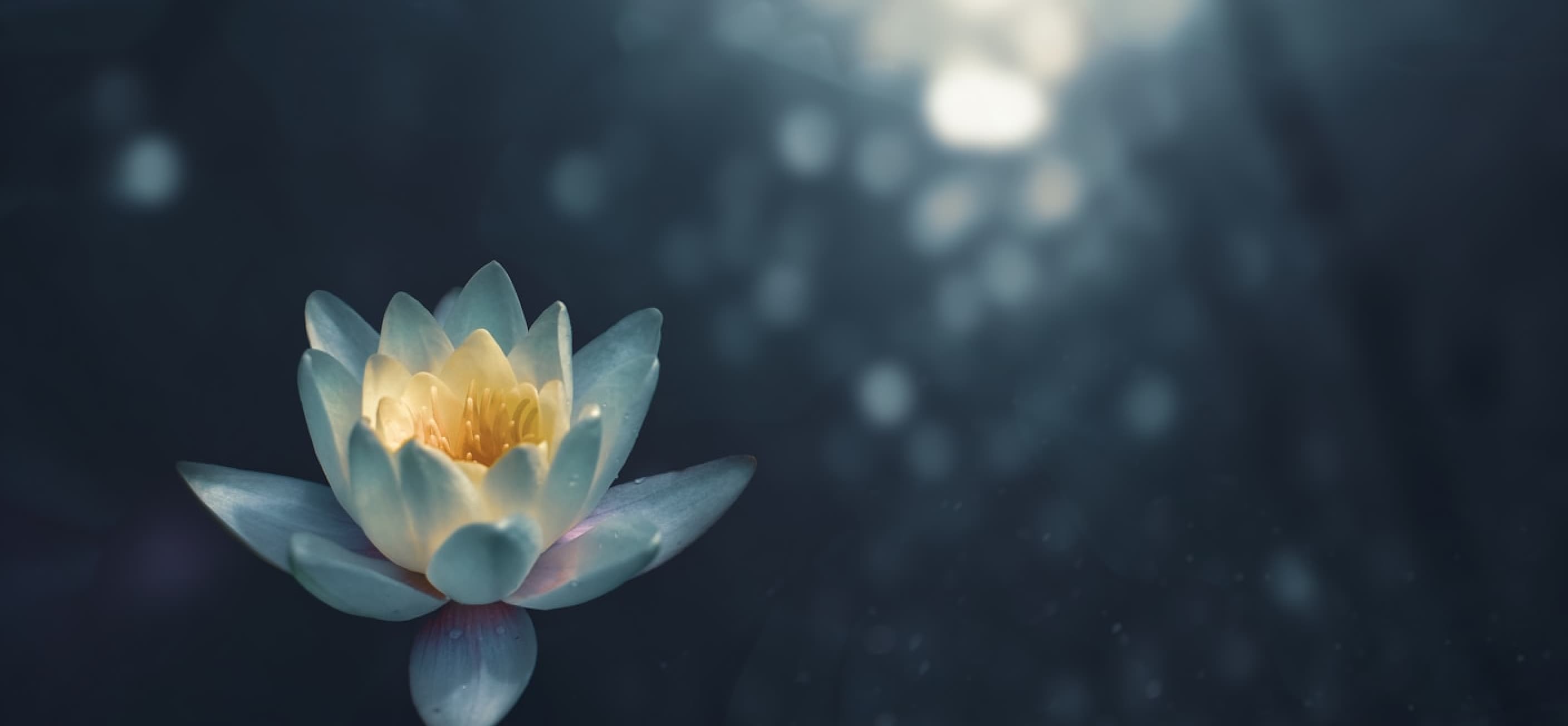 Blooming Lotus